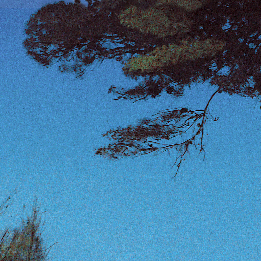 Le_chemin_des_ondes_Barraya-bis_détail / le pin / impression HR