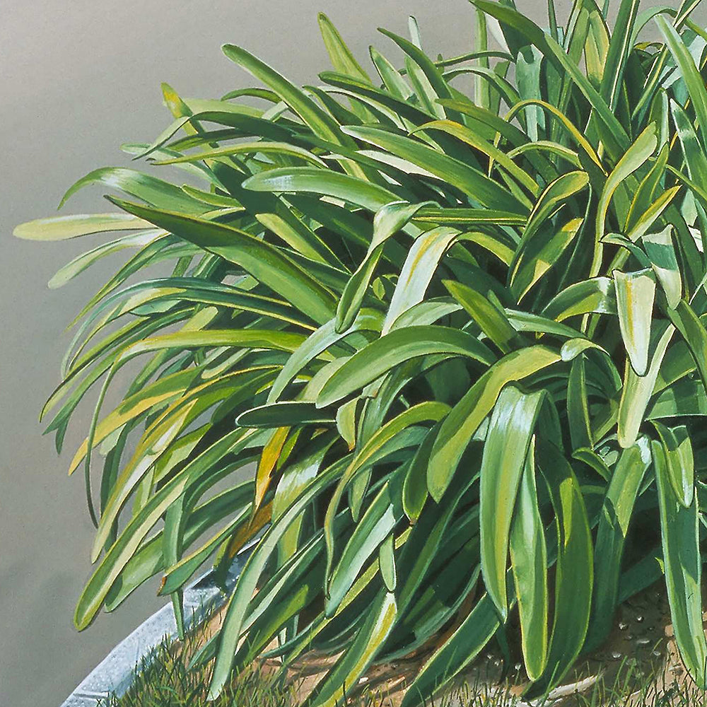 Souvenirs_par barraya-bis / zoom_2  / la plante / impression HR